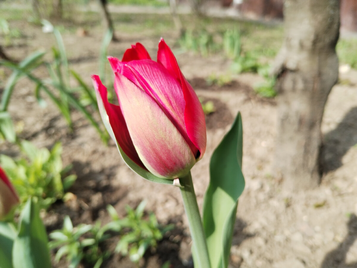 Нахальные пересортные гости