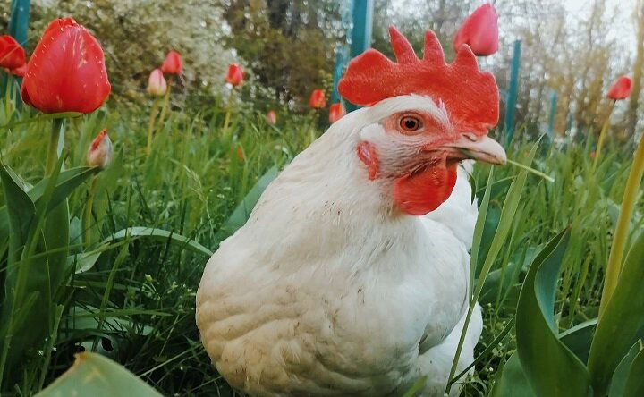 Питомец ЭБЦ. Фото vk.com/ekologobiolog