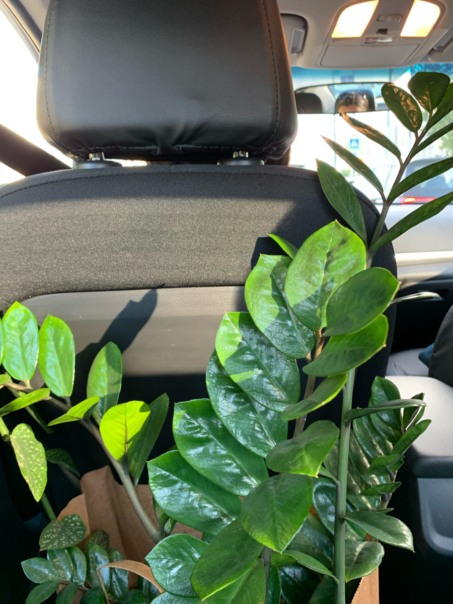 Еду на такси с особо хрупкими экземплярами.