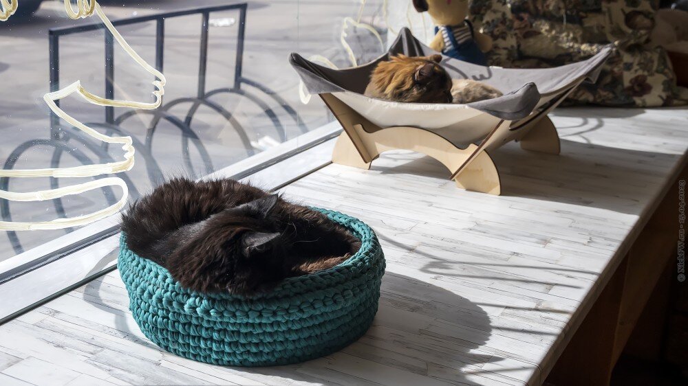 1. Котики в котокафе © NickFW.ru — 15.04.2023г.
