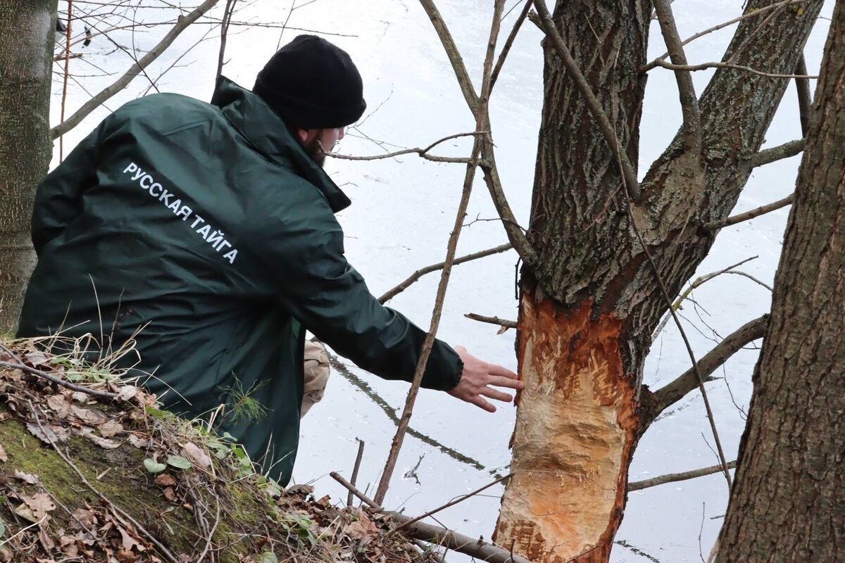 Меньше народу больше. Истребление животных африки. Истребление кошек в австралии. Истребление животных и растений. Человек охотится на животных.