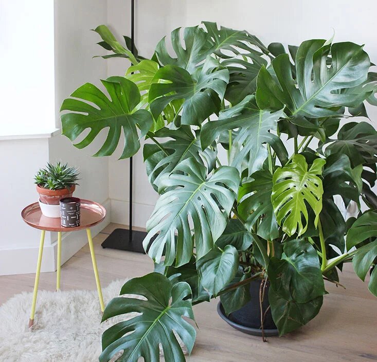 фото из интернета, т.к детских фотографий у меня не осталось.