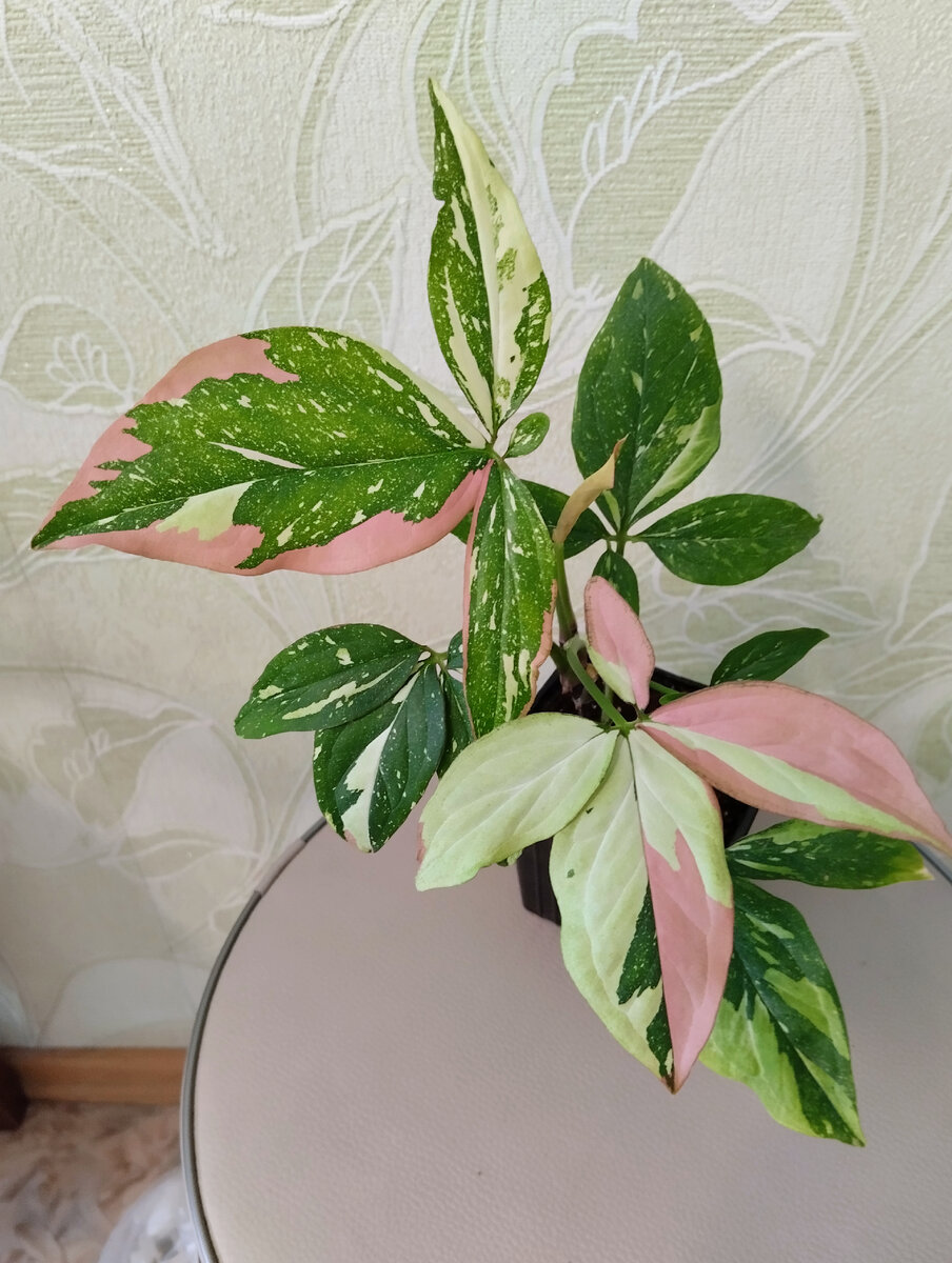 Сингониум вариегатный "Триколор". Фото автора.