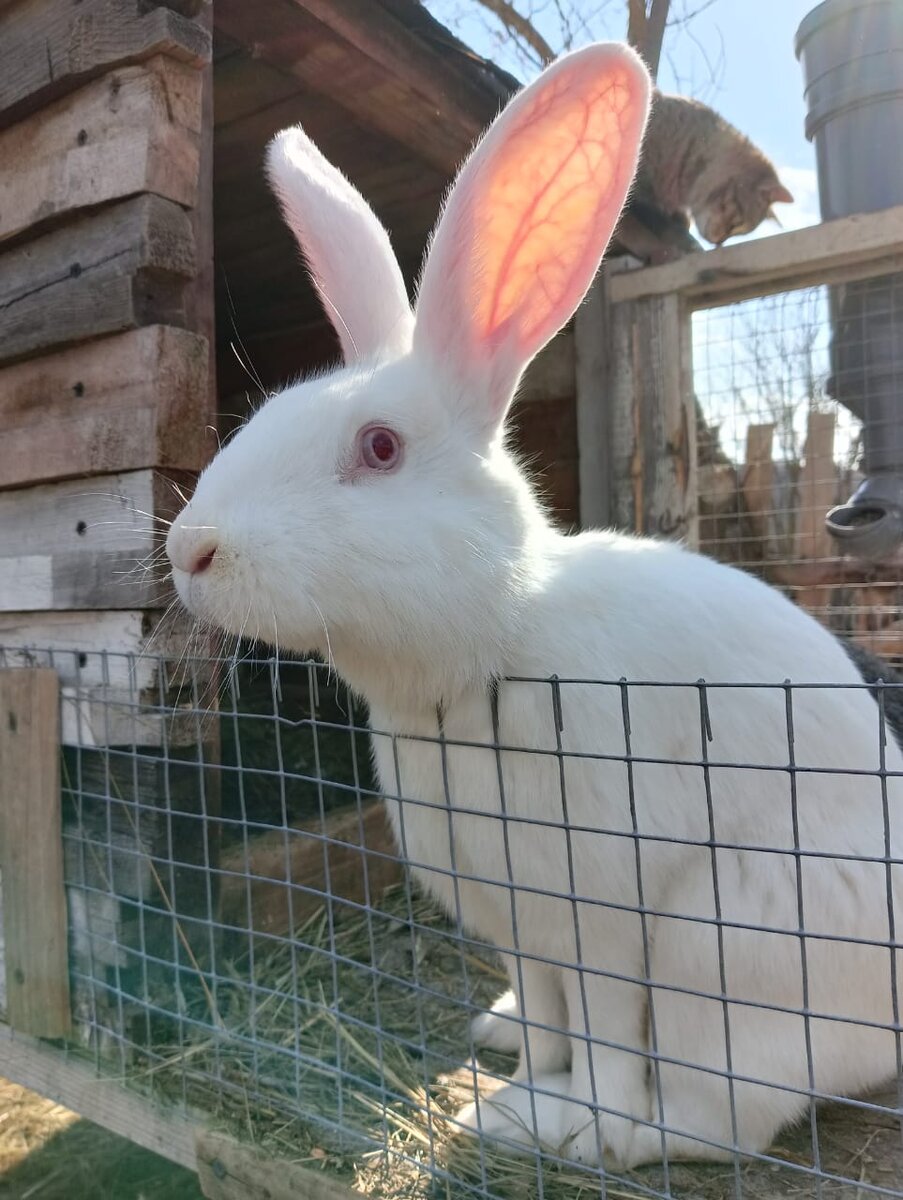 Джесси передаёт вам привет!🐰