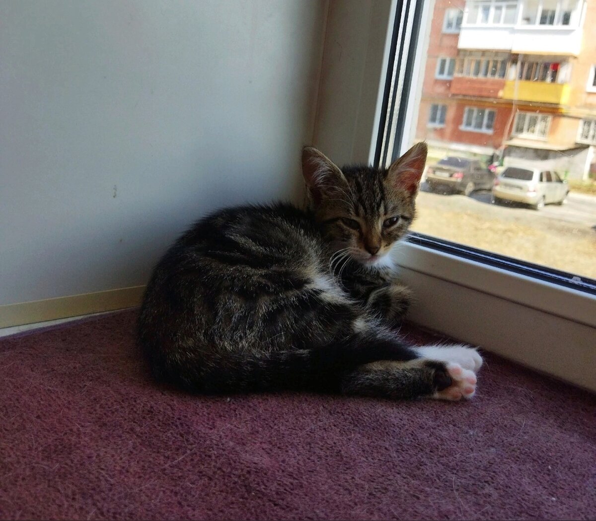 Вася. Котёнок с окрасом табби.