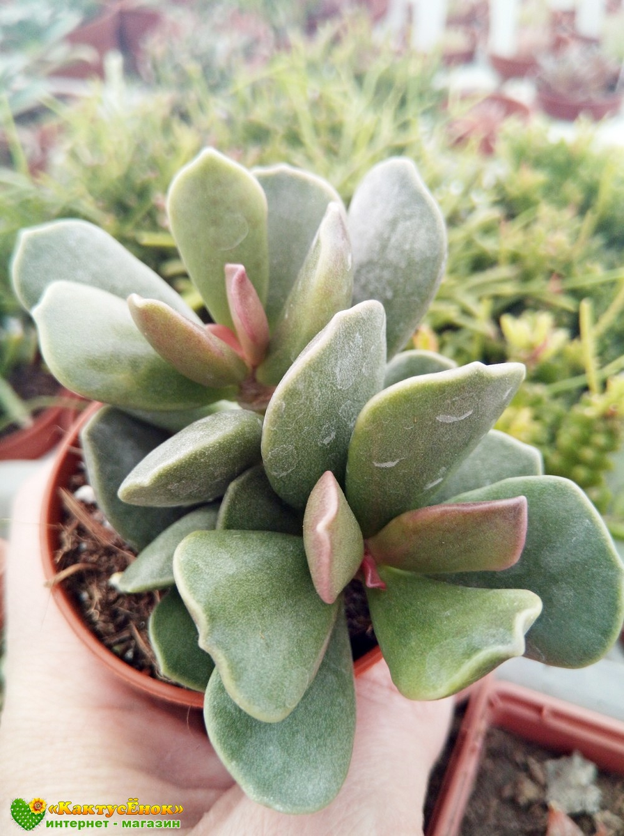 Адромискус Клавифолиус (adromischus clavifolius). фото из питомника Кактусенок. РФ