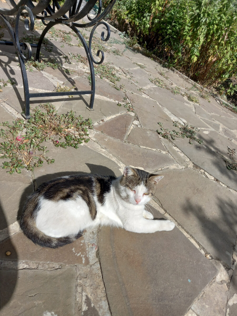 Мурзик все держит на контроле фото автора