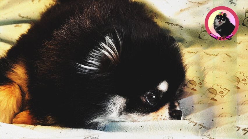 Померанский шпиц грустит  🐾 Шпиц Боня