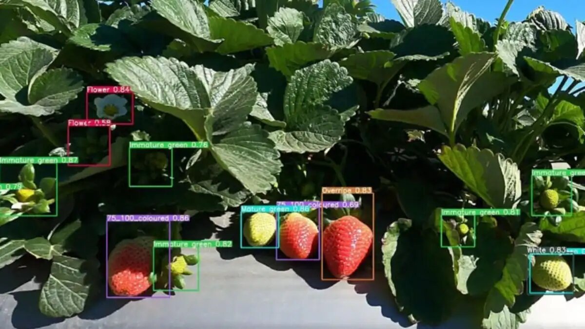 Фото: Bitwise Agronomy Использование камеры GoPro для создания прогнозной информации на плантациях садовой земляники