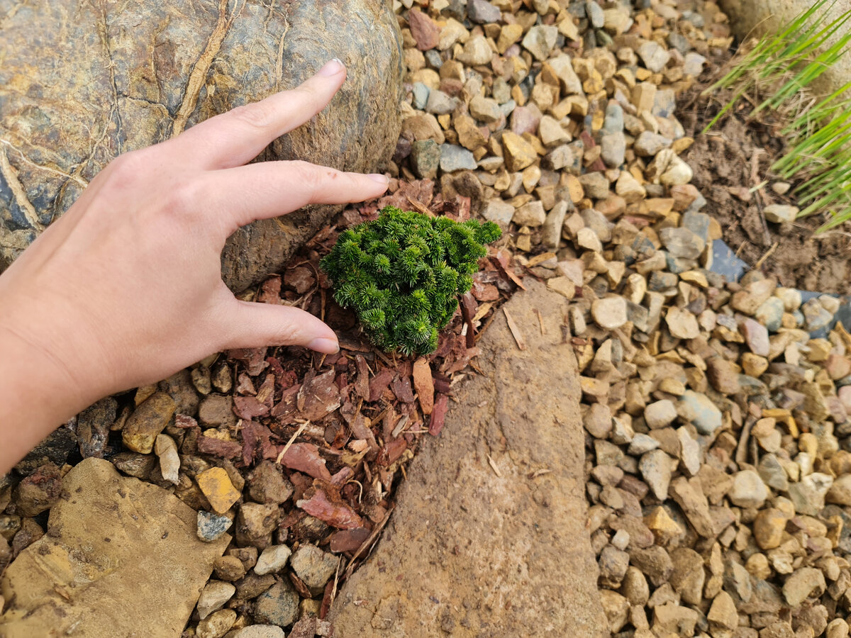 Туя Хейли боб