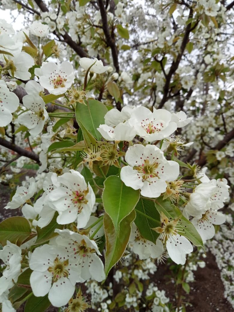 Фото автора. Моя груша в цвету.