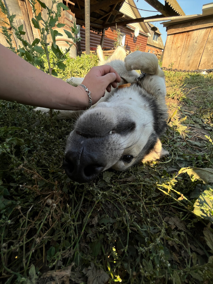 Наш пёс Рой 🤍✨