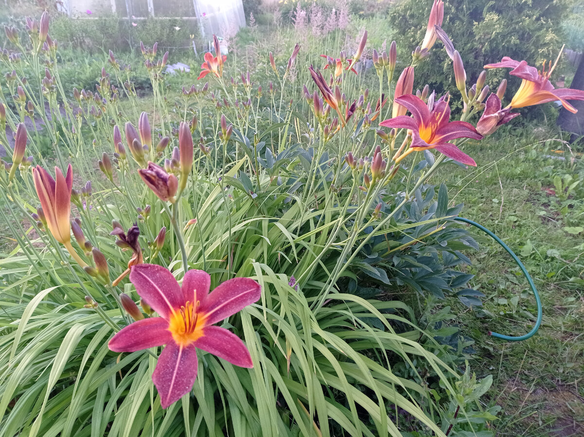 У этого цветки кирпичного цвета