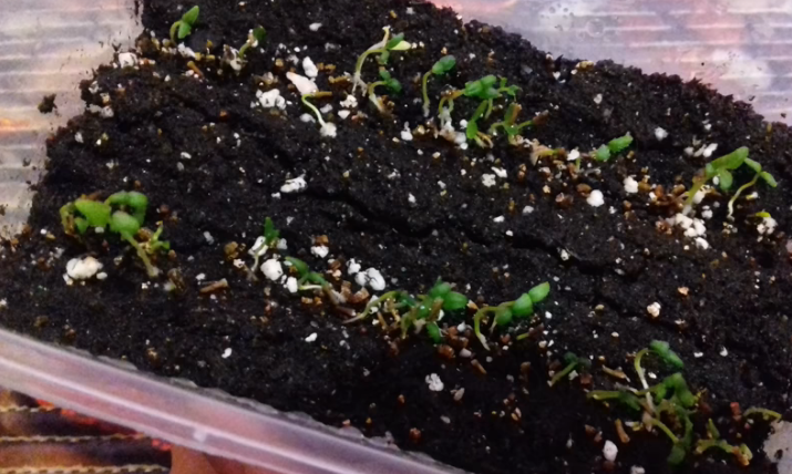 Всходы вербены