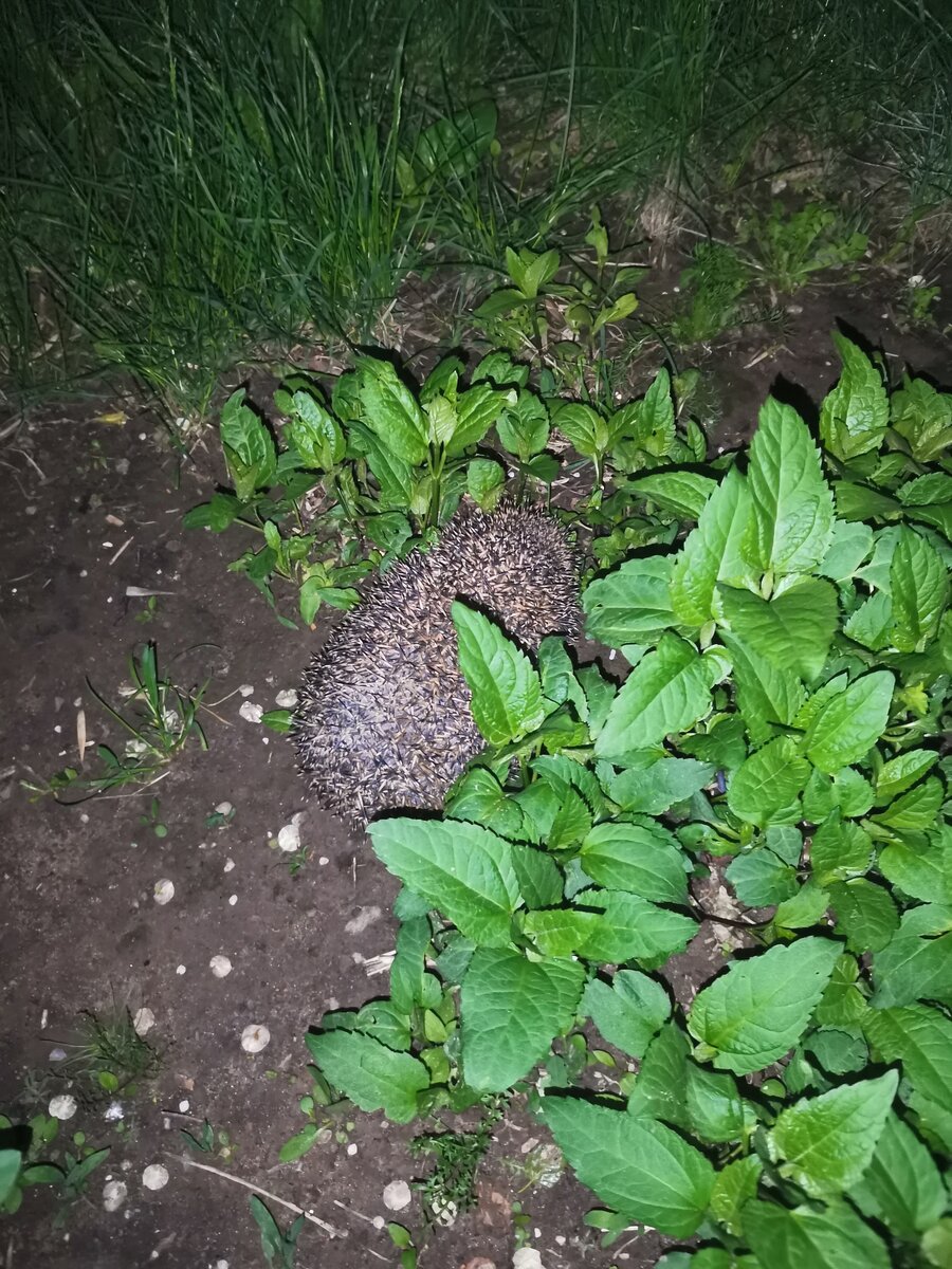 Ну вот фото, как вышло)