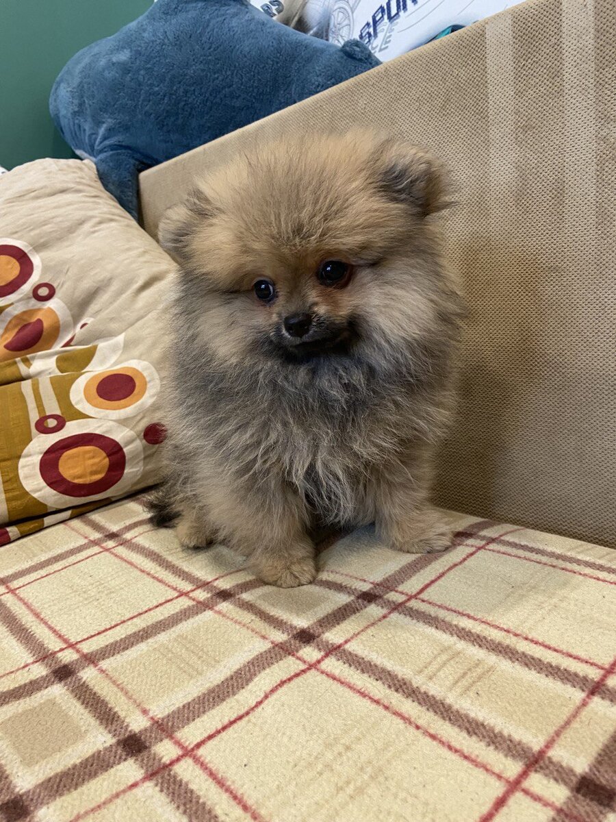 Первый день пребывания Мишки в нашем доме