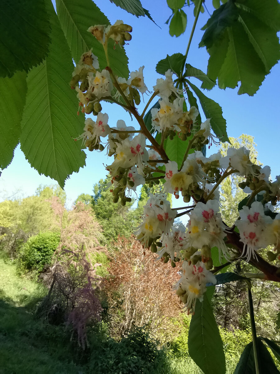 Цветёт каштан. 