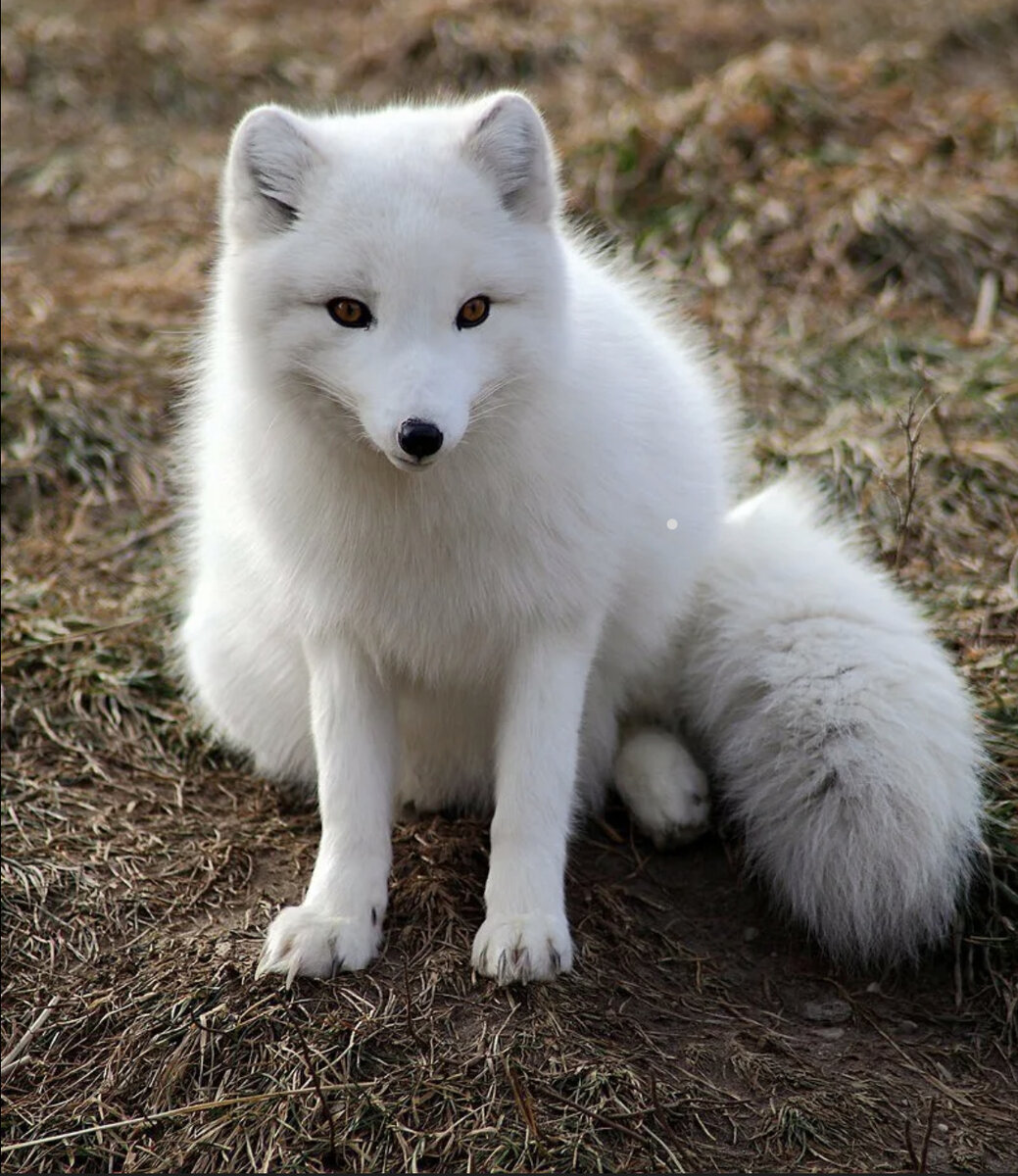 Белый вид. Песец (Alopex lagopus). Песец Полярная лиса. Тундровый песец. Песец белый.