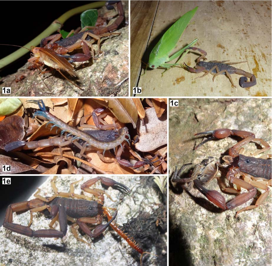 Флоридский древесный скорпион уничтожает беспозвоночную фауну. Фото в ассортименте.