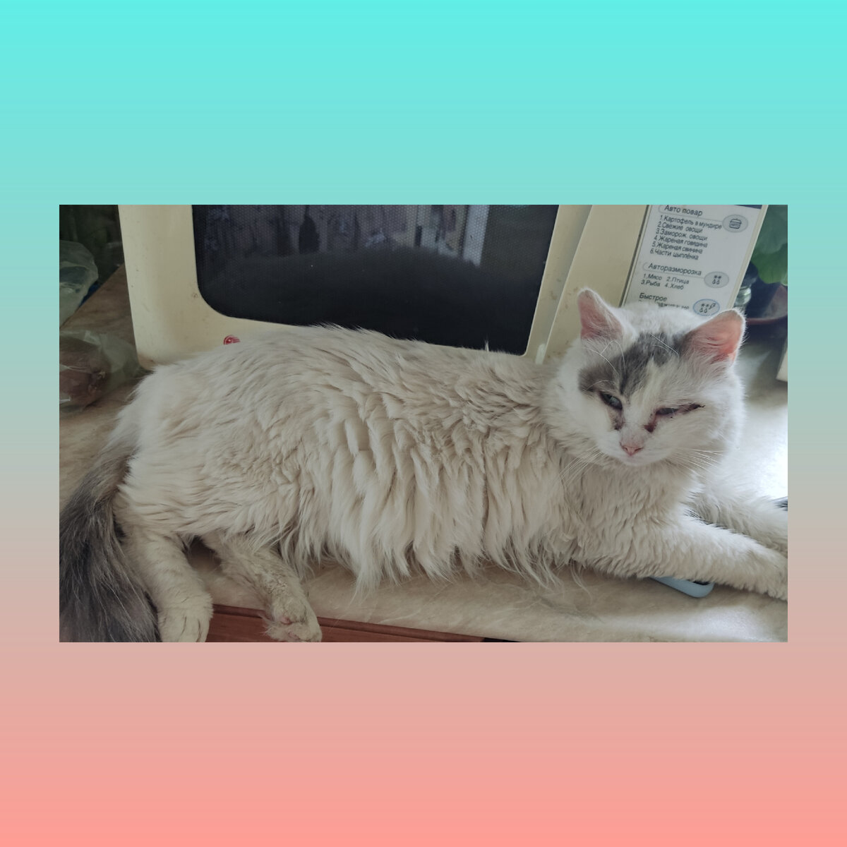 Беляш собственной персоной