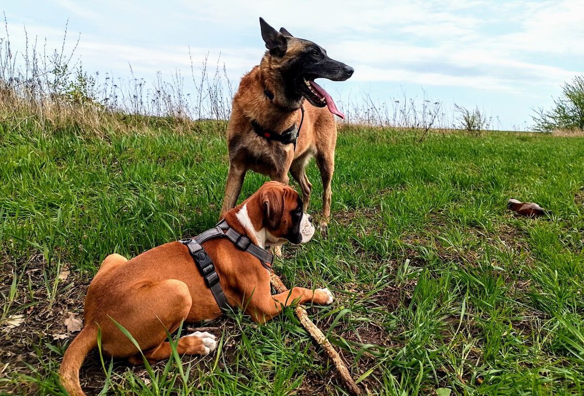 Счастливые собаки на прогулке