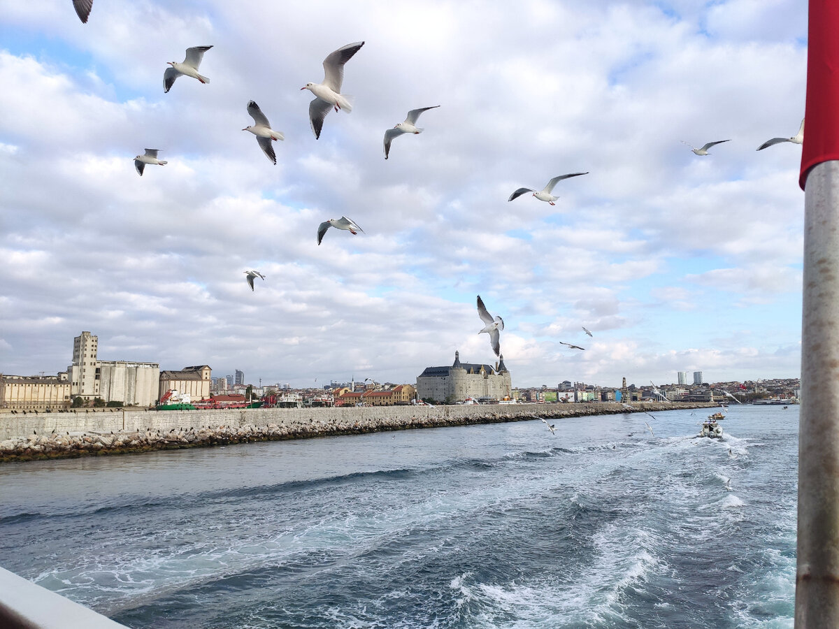 Чайки сопровождают нашу переправу на пароме