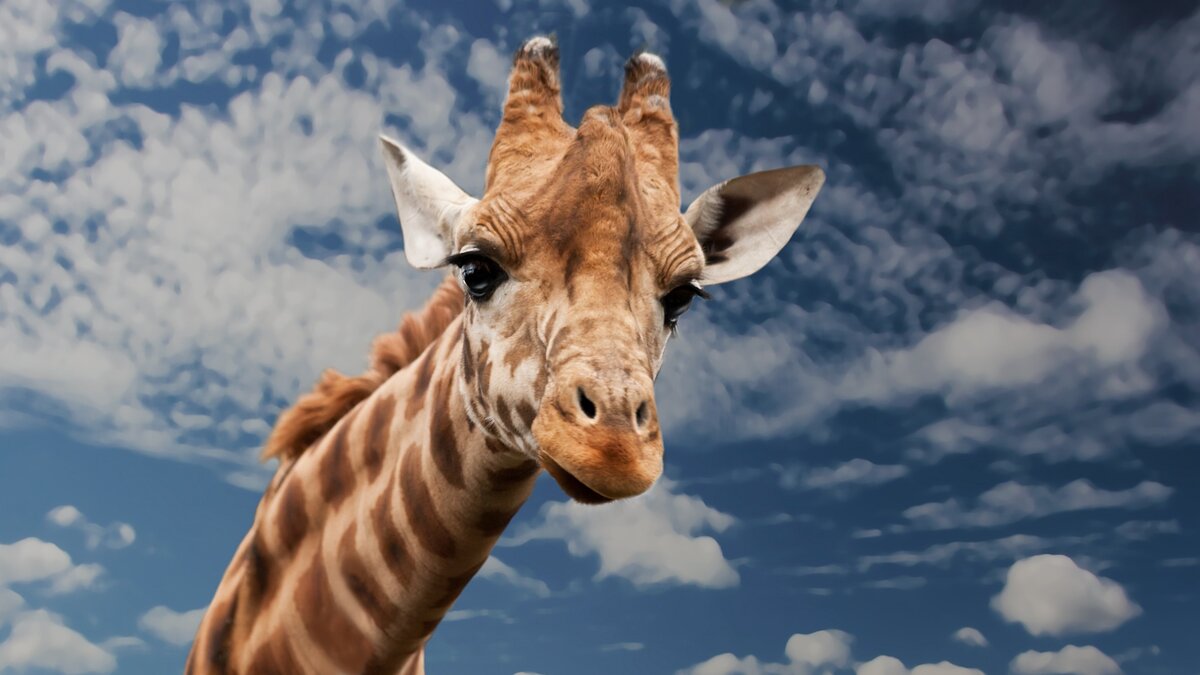 Относительный размер мозга - маленький, но это не мешает жирафу предвидеть вероятности событий и делать выбор