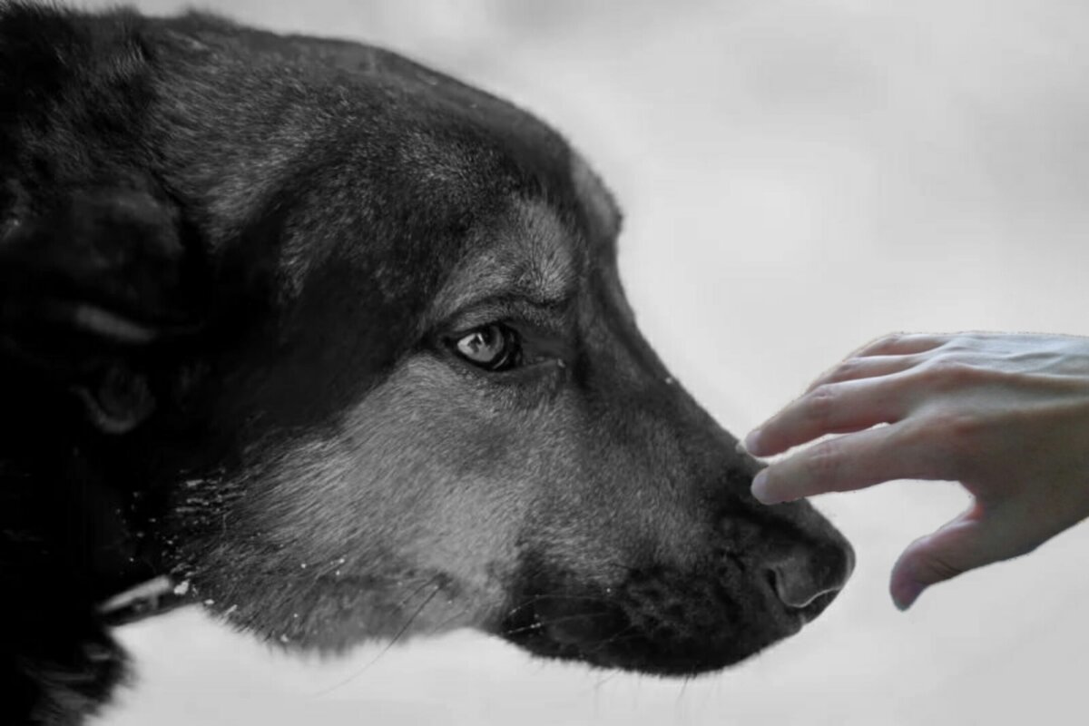 Гладить бездомную собаку