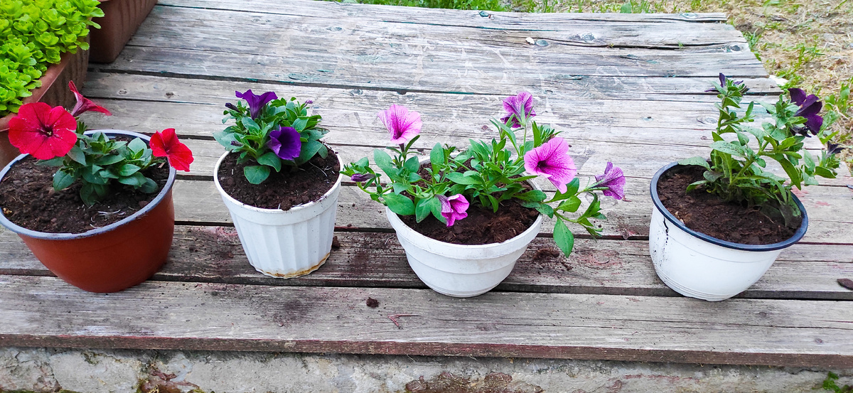 петунья ампельная