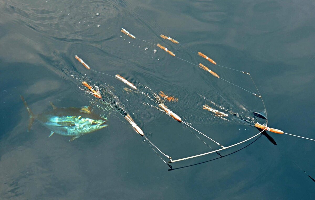 Фото с сайта: https://profrybolov.ru