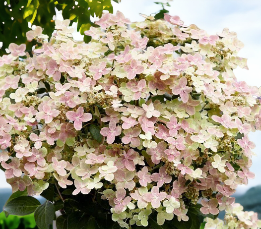 Гортензия Полистар