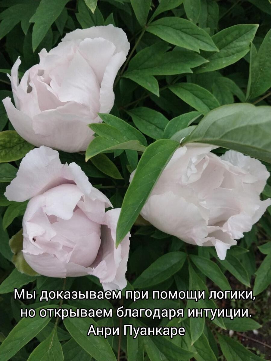 Пионы в Пятигорске