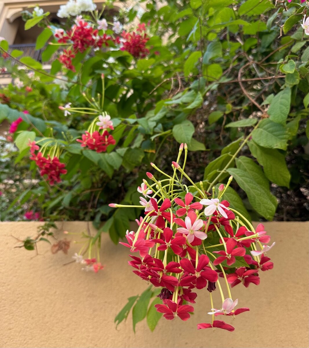 Комбретум малабарикум (Combretum malabaricum)