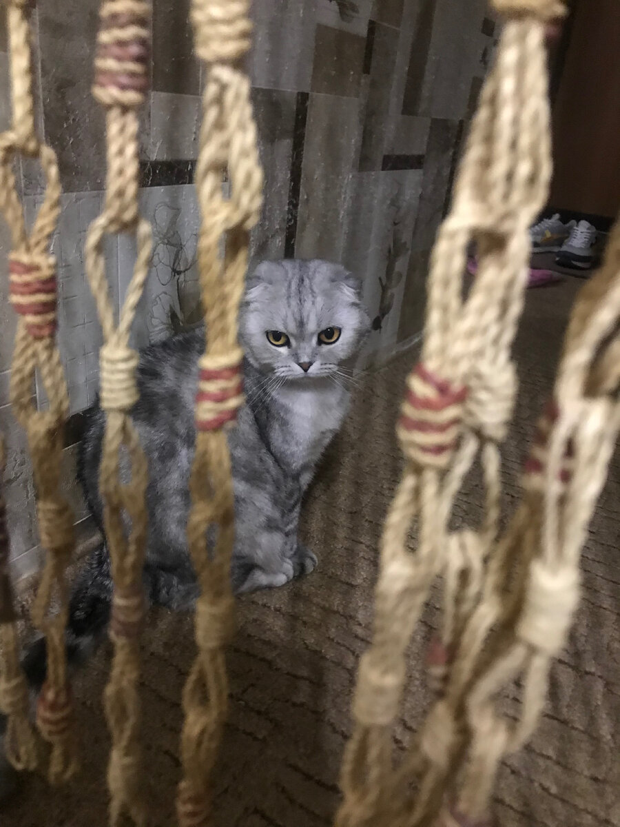 Джеси то все знает сама. А ваша кошка знает про профилактики?