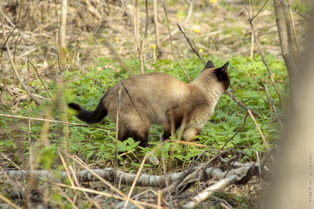 2. Кот в Мещерском парке © NickFW.ru — 22.04.2021г.