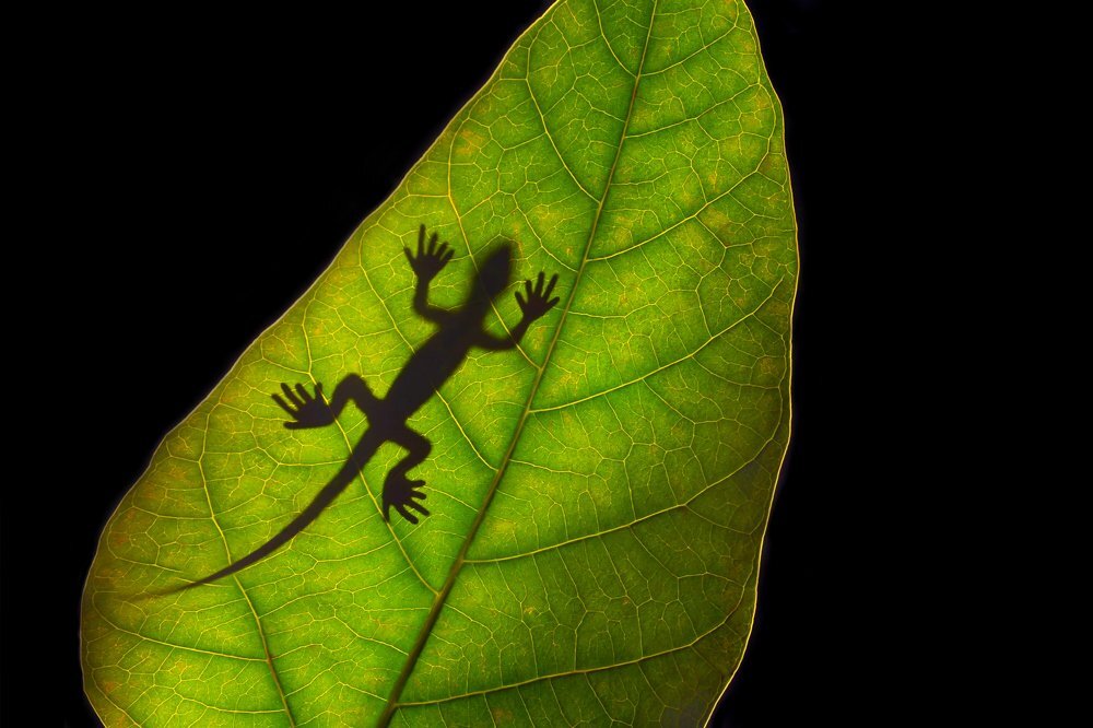 Победители фотоконкурса "Зеленый цвет" 35Awards