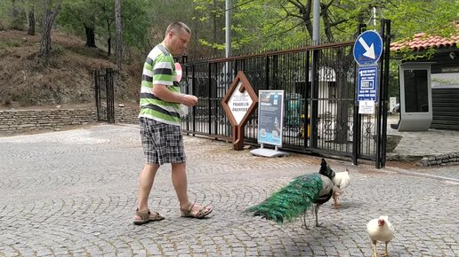 Кошки, куры и павлин клюют слойку с колбасой. У входа в комплекс античного Фазелиса