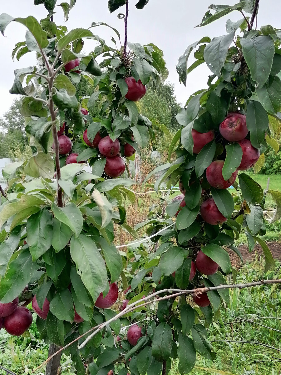 это был год полный яблок