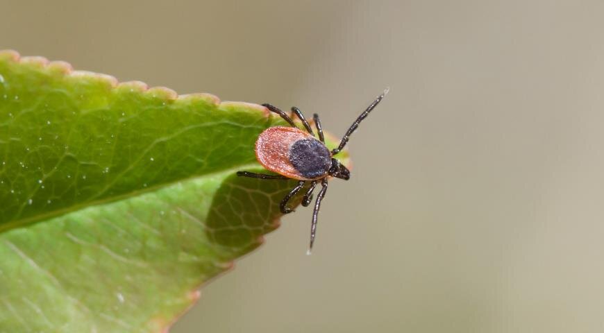 Insect legs. Клещ на траве. Tick insect.