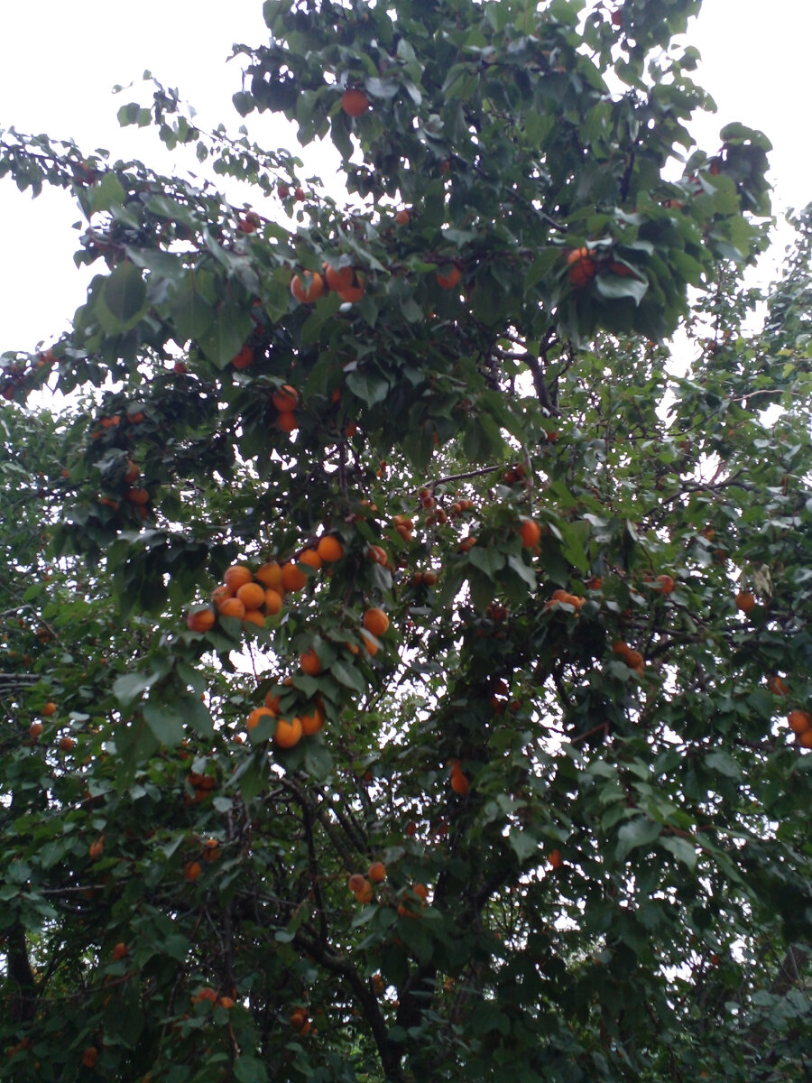 личное фото, Смирновой Н.Е. Прошу прощения это абрикосы.