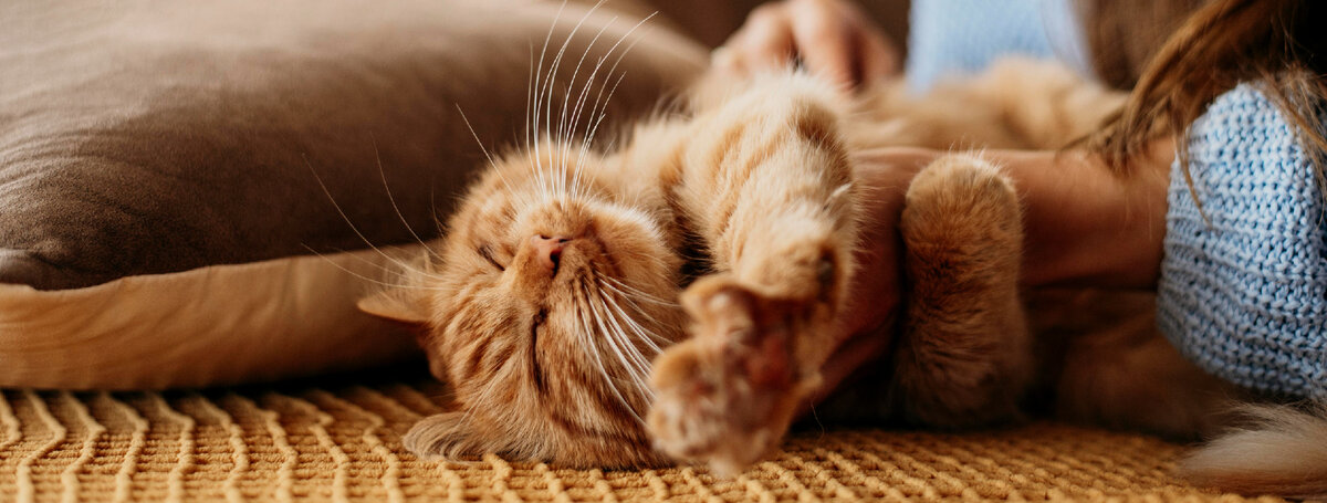 Изображение от <a href="https://ru.freepik.com/free-photo/owner-petting-adorable-cat_10892049.htm#query=%D1%80%D1%8B%D0%B6%D0%B8%D0%B9%20%D0%BA%D0%BE%D1%82%D0%B5%D0%BD%D0%BE%D0%BA&position=39&from_view=search&track=ais">Freepik</a>