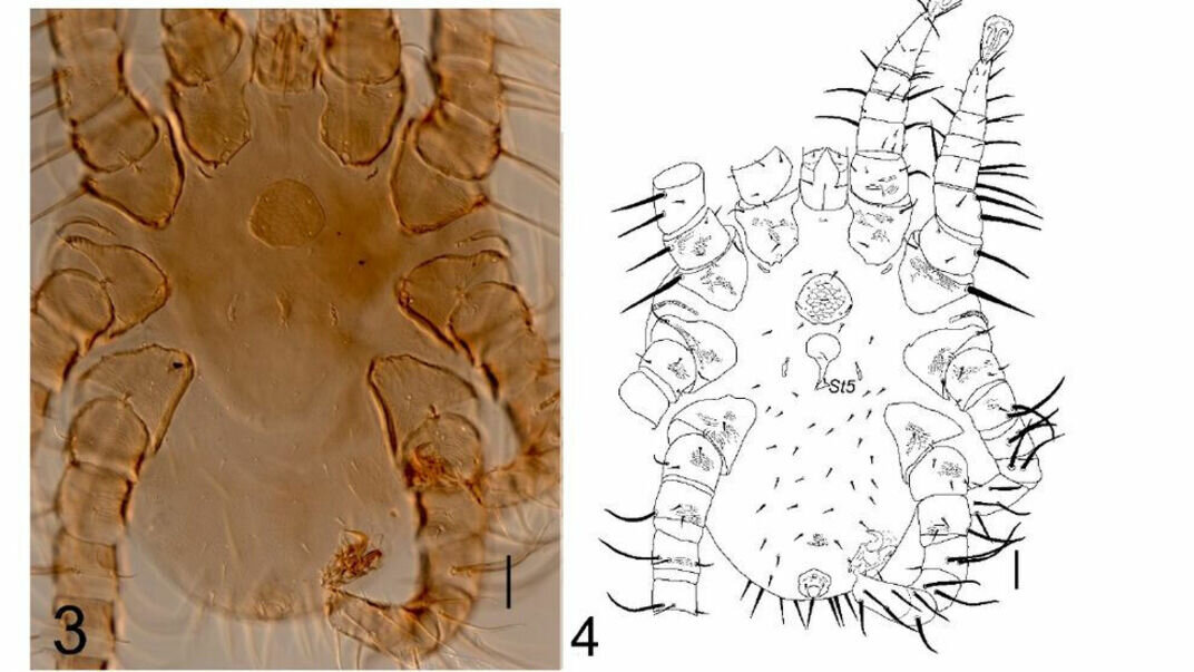     Обнаруженные членистоногие не похожи на уже описанных, это привело авторов открытия к предположению, что клещи могут обитать на территории Китая