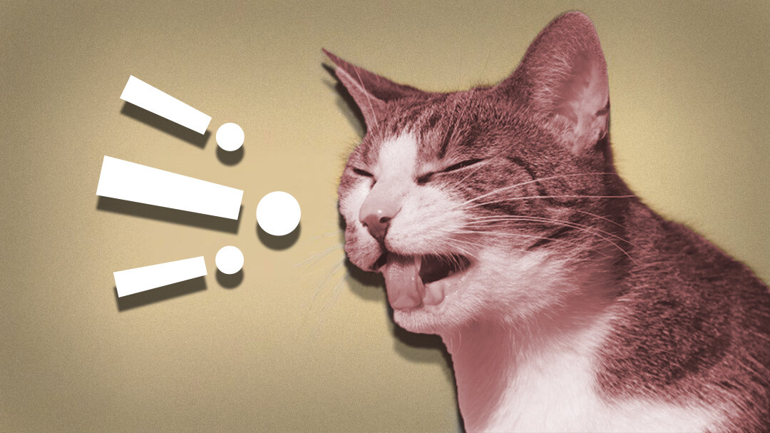 15 причин рвоты у кошки