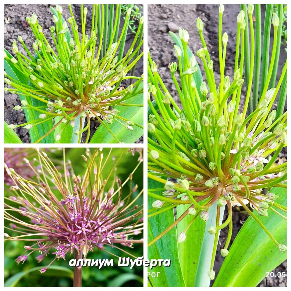 Allium Bulbs UK (Ornamental Onions) - Buy online at Farmer Gracy Indoor flowerin