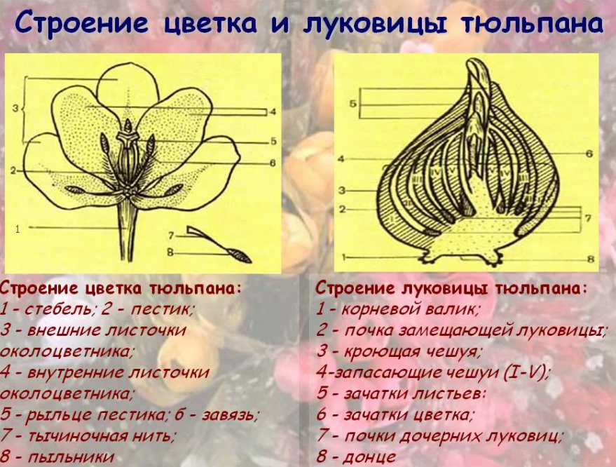 Органы тюльпана. Пестик тюльпана строение. Строение луковицы тюльпана. Строение цветка тюльпана. Тюльпан строение завязи.