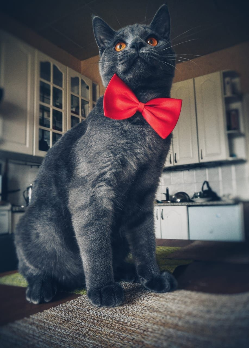 Котик метис. Мама - британская кошечка, папа, нет не подлец, а мейн-кун