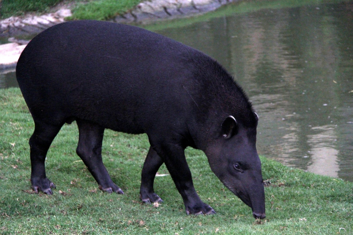 А ещё это один из самых тёмных тапиров: его шерсть либо черная, либо темно-коричневая. Лишь у самок есть небольшие белые пятна на груди. 