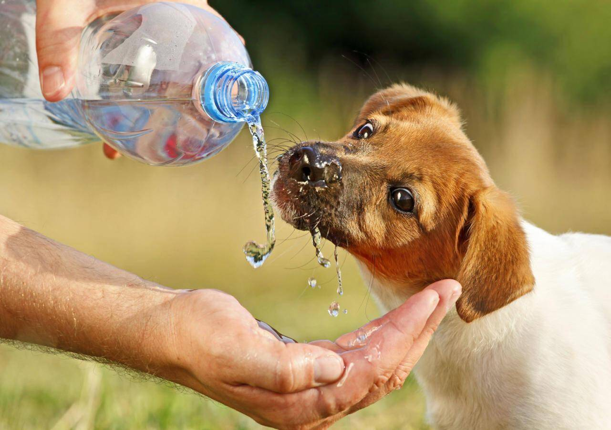 Drinking animals. Животные пьющие воду. Собака в воде. Животное пьет воду. Щенок пьет из бутылочки.