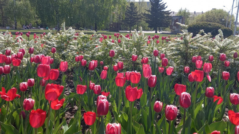     Цветы в Барнауле. barnaul.org
