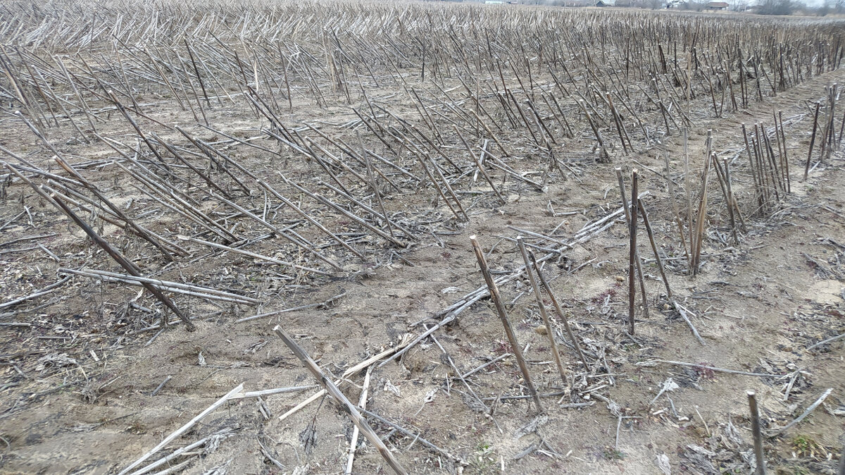 Поле где была деревня